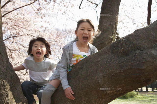 桜の木に登る笑顔の男の子[10132009366]の写真・イラスト素材｜アマナ 
