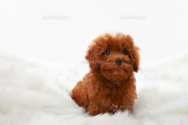 白いファーの上の茶色の子犬のトイプードル の写真素材 イラスト素材 アマナイメージズ