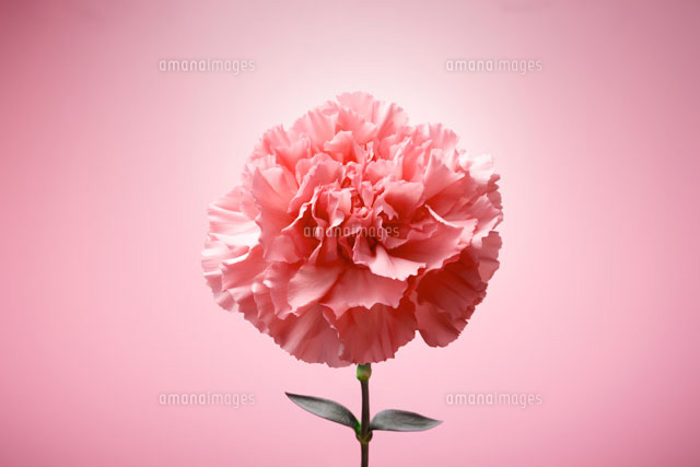 一本のピンクのカーネーション の写真素材 イラスト素材 アマナイメージズ