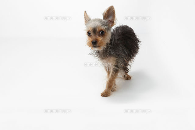 歩くヨークシャテリアの子犬 の写真素材 イラスト素材 アマナイメージズ
