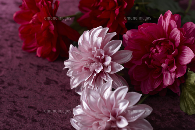 ワインレッドにアレンジされた花とギフト の写真素材 イラスト素材 アマナイメージズ ワインレッドにアレンジされた花とギフト の写真素材 イラスト素材 アマナイメージズ