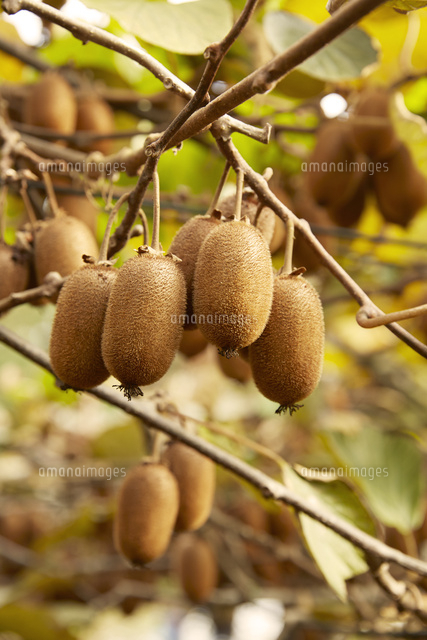 キウイの木 の写真素材 イラスト素材 アマナイメージズ