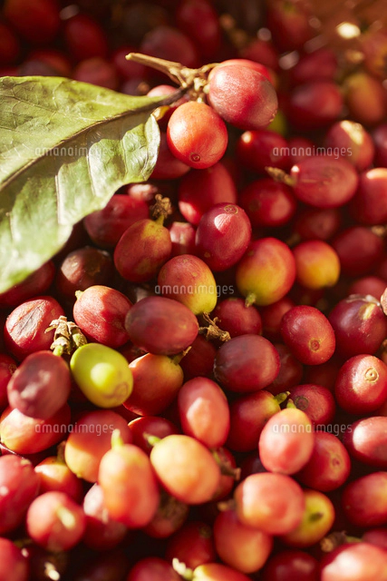 コーヒーチェリー の写真素材 イラスト素材 アマナイメージズ