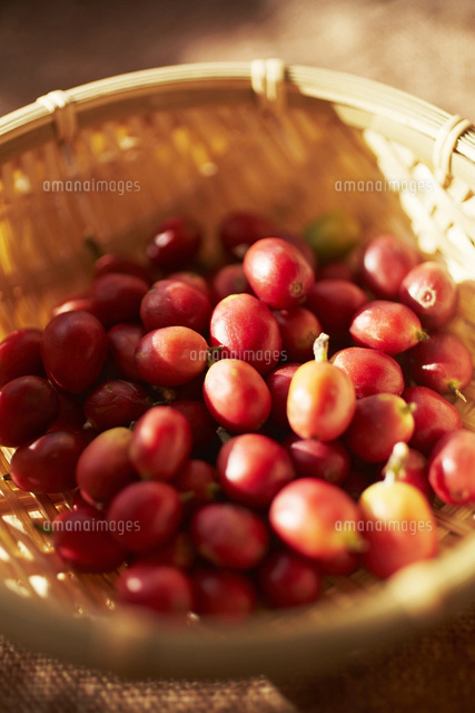 コーヒーチェリー の写真素材 イラスト素材 アマナイメージズ