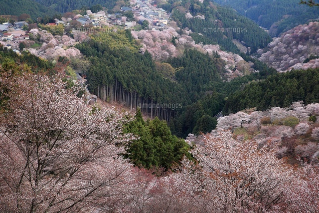 桜咲く吉野山と下千本の七曲り[10133000738]の写真・イラスト素材