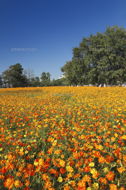 武庫川コスモス園 の写真素材 イラスト素材 アマナイメージズ