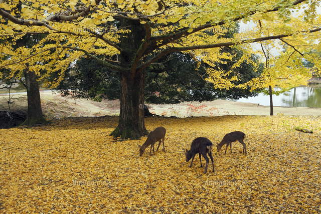 奈良公園の鹿と秋のイチョウ の写真素材 イラスト素材 アマナイメージズ