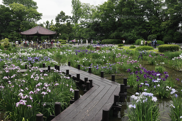 ハナショウブ咲く城北公園 の写真素材 イラスト素材 アマナイメージズ