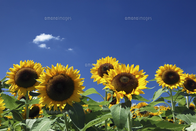 ヒマワリの咲くあわじ花さじき の写真素材 イラスト素材 アマナイメージズ