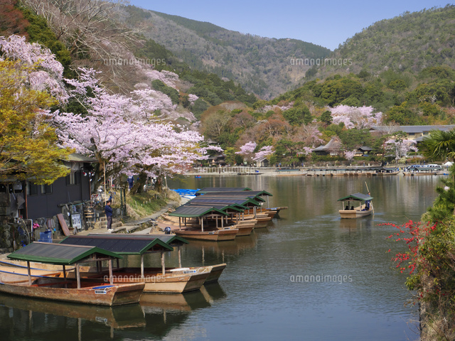 桜咲く嵐山と屋形船 の写真素材 イラスト素材 アマナイメージズ