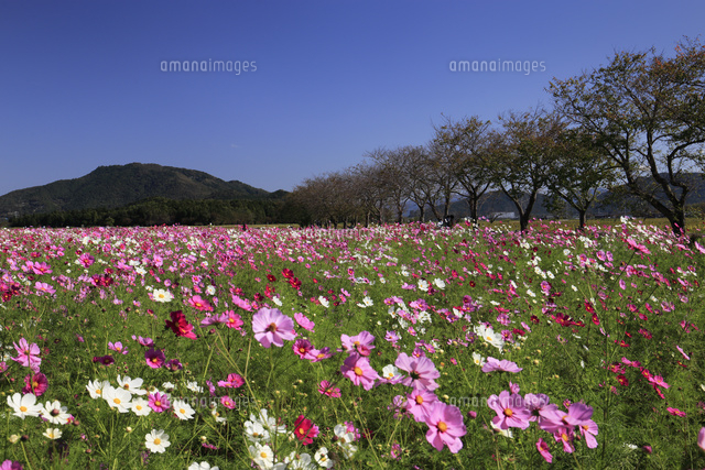 野田町コスモス畑 の写真素材 イラスト素材 アマナイメージズ