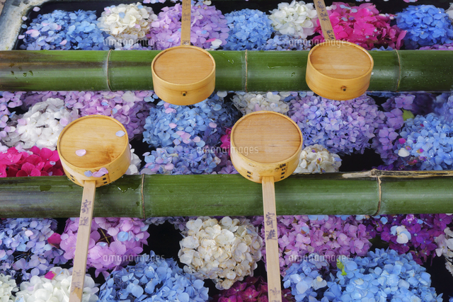 柳谷観音楊谷寺の花手水 の写真素材 イラスト素材 アマナイメージズ