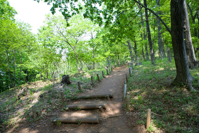 林の中の道 の写真素材 イラスト素材 アマナイメージズ