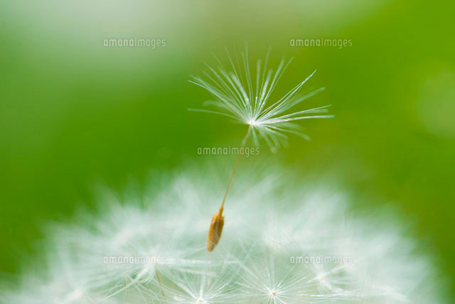 たんぽぽの穂[10137001289]の写真・イラスト素材｜アマナイメージズ
