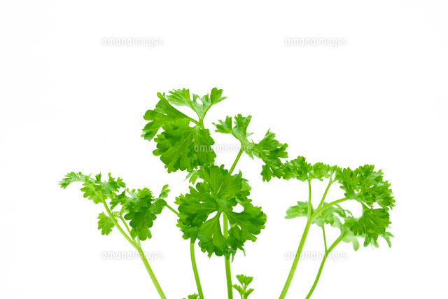 パセリ の写真素材 イラスト素材 アマナイメージズ