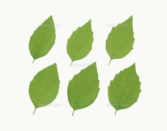 ６枚のうつぎの葉 の写真素材 イラスト素材 アマナイメージズ