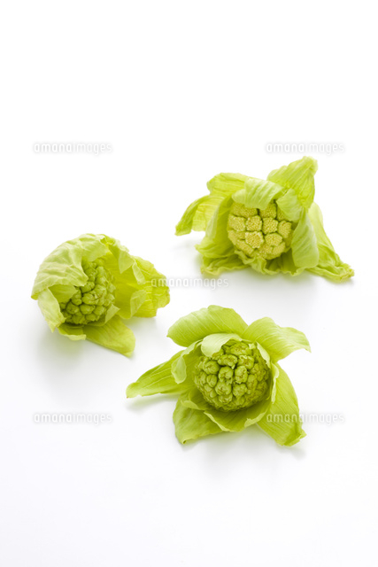 ふきのとう の写真素材 イラスト素材 アマナイメージズ