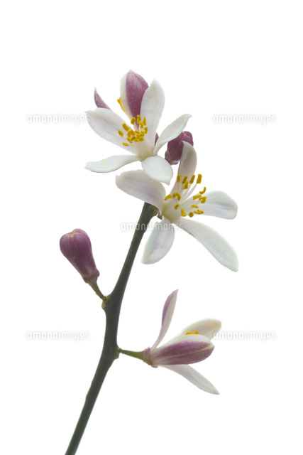 ライムの花 の写真素材 イラスト素材 アマナイメージズ