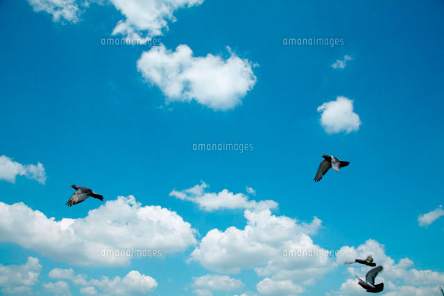 空を飛ぶ鳥と雲 の写真素材 イラスト素材 アマナイメージズ