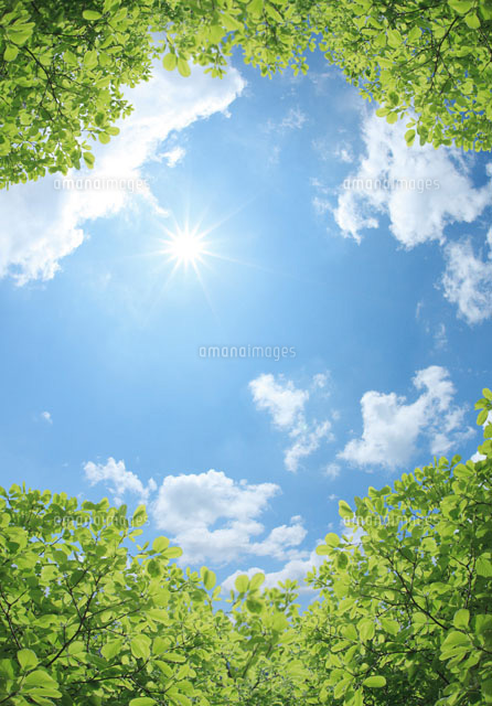 新緑と空と太陽 の写真素材 イラスト素材 アマナイメージズ