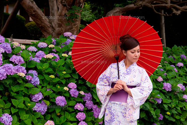 赤い番傘を持った浴衣姿の若い女性と紫陽花[10139000170]の写真