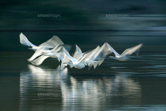 瓜連町の古徳沼を羽ばたく2羽の白鳥[10139000262]の写真・イラスト素材