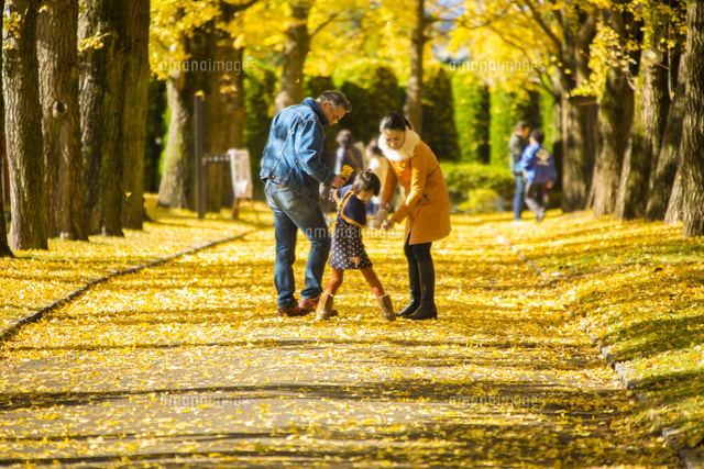 紅葉の銀杏並木の３人の家族 の写真素材 イラスト素材 アマナイメージズ