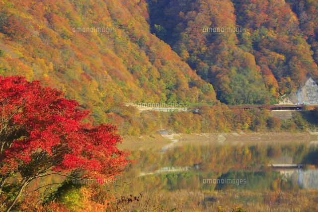 錦秋湖の紅葉 の写真素材 イラスト素材 アマナイメージズ