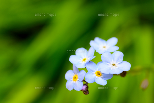 緑の背景にブルーが映える忘れな草 の写真素材 イラスト素材 アマナイメージズ
