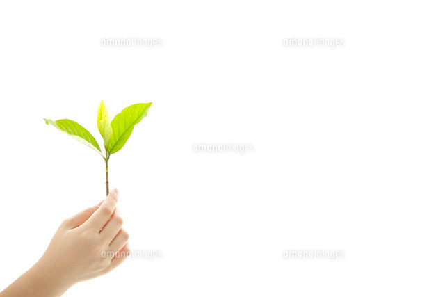 若葉を持つ女性の手イメージ の写真素材 イラスト素材 アマナイメージズ