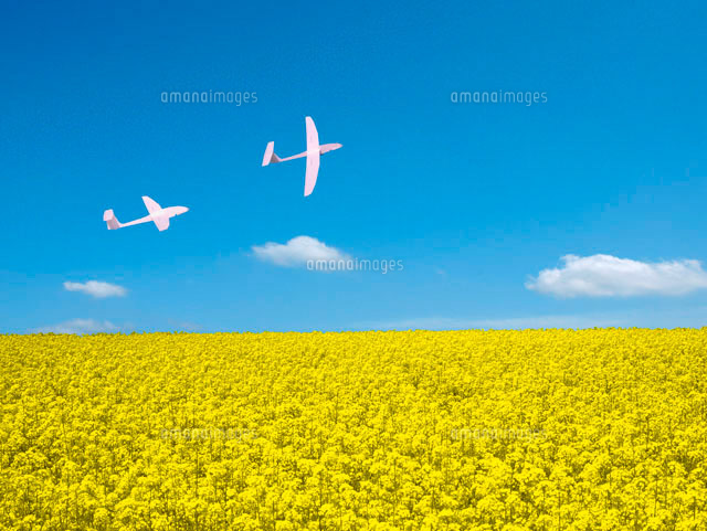 菜の花畑上空を二機の白い紙飛行機が飛行する の写真素材 イラスト素材 アマナイメージズ