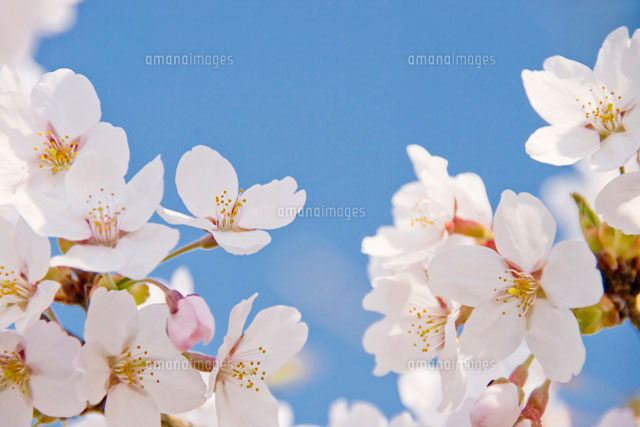 青空と桜アップ の写真素材 イラスト素材 アマナイメージズ