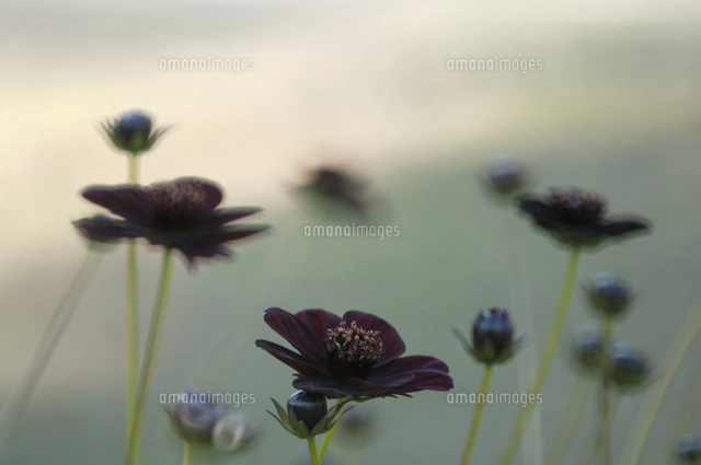 コスモス畑 の写真素材 イラスト素材 アマナイメージズ