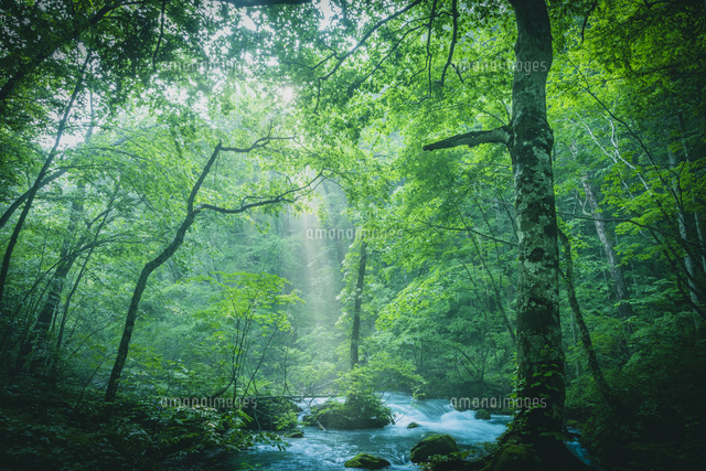 陽が差し込む渓流の森 の写真素材 イラスト素材 アマナイメージズ