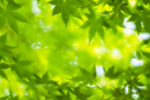 新緑のもみじ葉の幻想的なソフト表現 の写真素材 イラスト素材 アマナイメージズ