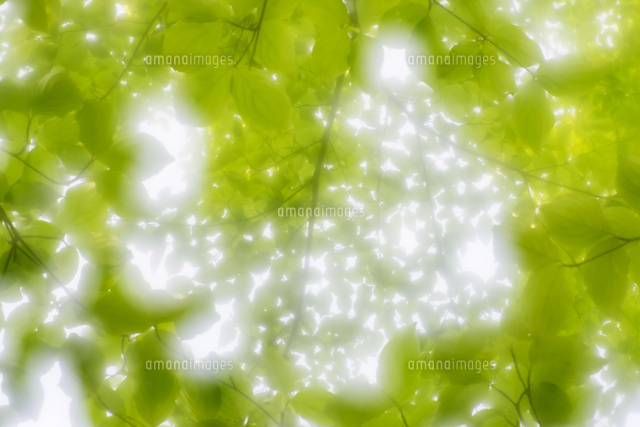 新緑の枝葉の幻想的なソフト表現 の写真素材 イラスト素材 アマナイメージズ