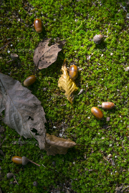 苔むしる地面とどんぐり の写真素材 イラスト素材 アマナイメージズ
