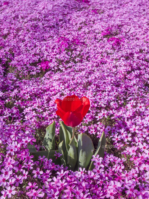 一面のシバザクラにチューリップ一輪 の写真素材 イラスト素材 アマナイメージズ