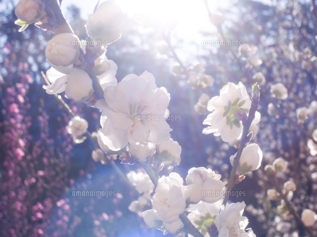 春の日差しを浴びる桃の花 の写真素材 イラスト素材 アマナイメージズ