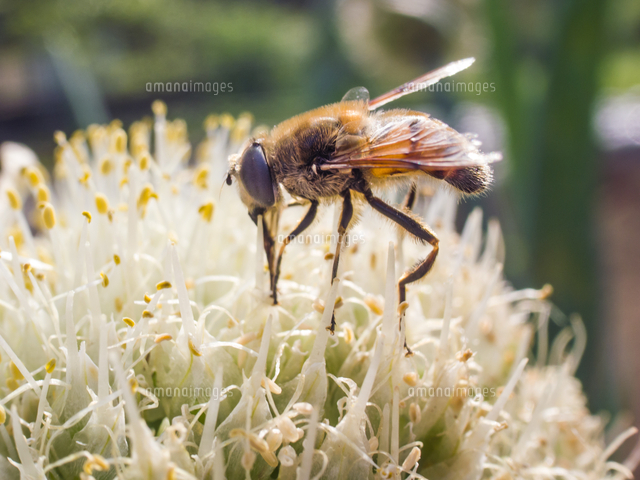 ネギ坊主の花の蜜を吸うアブの仲間 の写真素材 イラスト素材 アマナイメージズ