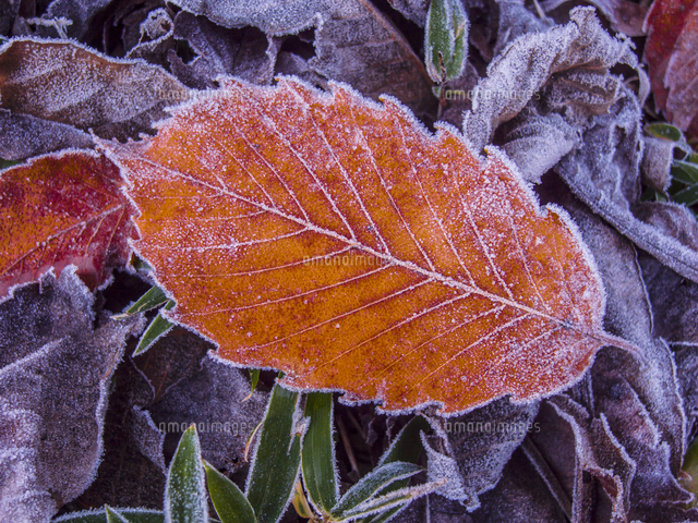 霜掛る枯葉と残る紅葉 の写真素材 イラスト素材 アマナイメージズ 霜掛る枯葉と残る紅葉 の写真素材 イラスト素材 アマナイメージズ