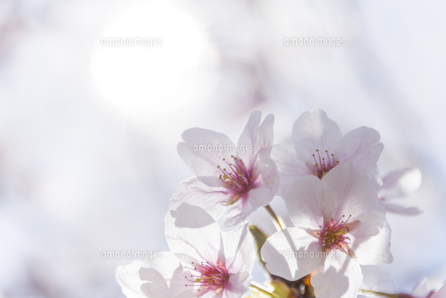 逆光下の桜の花びら の写真素材 イラスト素材 アマナイメージズ