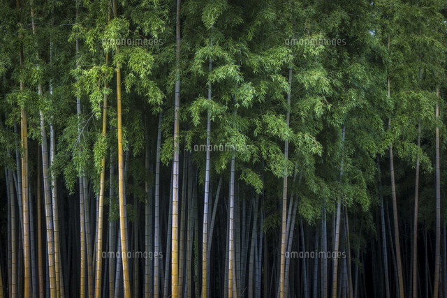 竹林の佇まい の写真素材 イラスト素材 アマナイメージズ