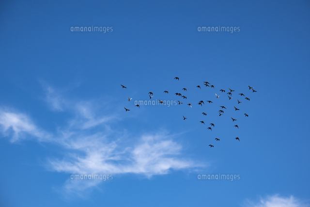 青空に飛ぶ鳩の群れ の写真素材 イラスト素材 アマナイメージズ