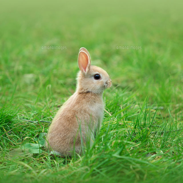 立ち上がって様子をうかがうウサギ の写真素材 イラスト素材 アマナイメージズ