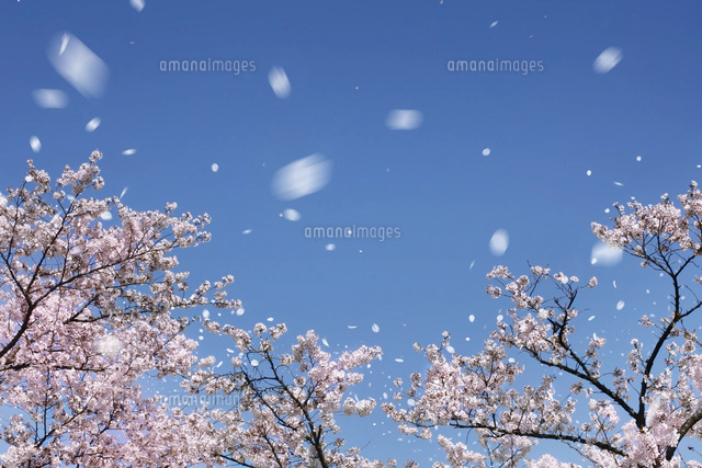 ぷうあさま専用（原画）桜舞う海の色 ほか　8点おまとめ ぷうあさま専用（原画）桜舞う海の色 ほか 8点おまとめ 桜吹雪