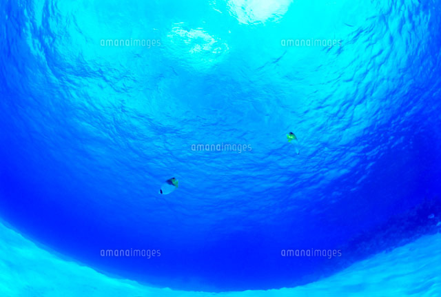 サイパンの明るい海中[10146000923]の写真・イラスト素材｜アマナ