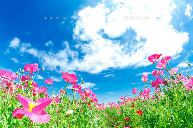 ピンクのポピーが咲く春の花畑と青空 の写真素材 イラスト素材 アマナイメージズ