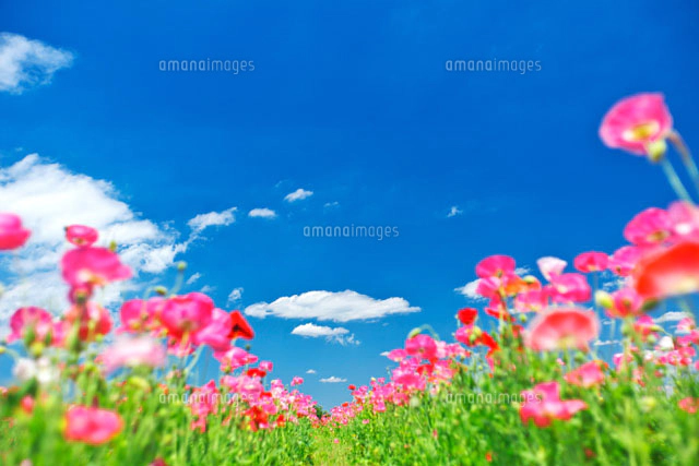 ピンクのポピーが咲く春の花畑と青空[10146001029]の写真・イラスト