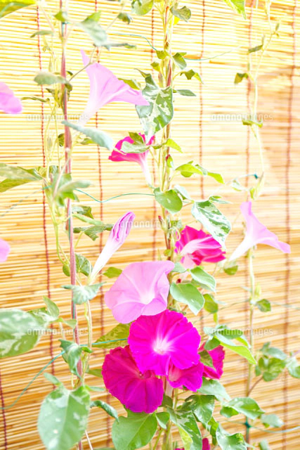 すだれとピンクの朝顔[10146001052]の写真・イラスト素材｜アマナ